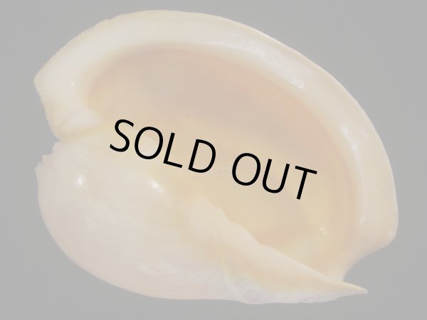 画像1: ヤヨイハルカゼ(Melo aethiopica) 大　特老成　美品　口唇濃色 (1)