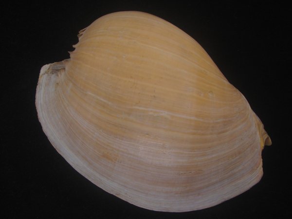 画像2: ヤヨイハルカゼ(Melo aethiopica) 大　特老成　美品　口唇濃色 (2)