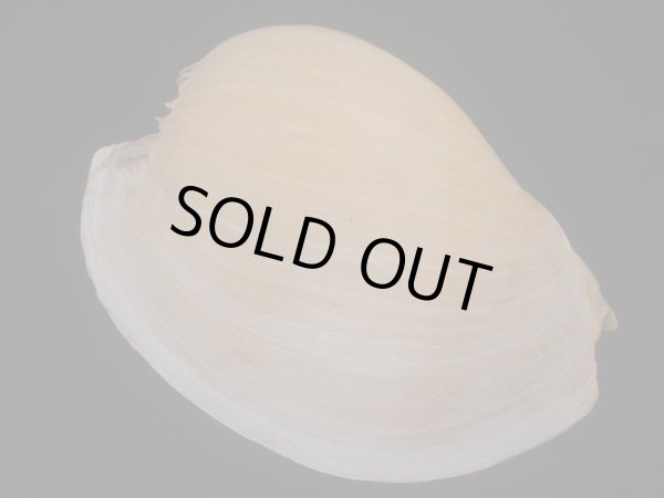 画像2: ヤヨイハルカゼ(Melo aethiopica) 大　特老成　美品　口唇濃色 (2)