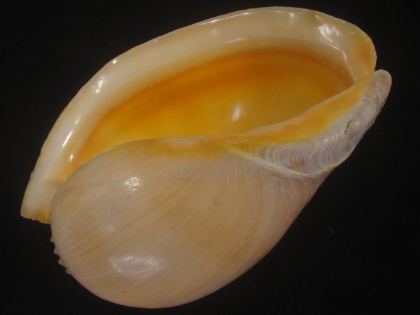 画像3: ヤヨイハルカゼ(Melo aethiopica) 大　特老成　美品　口唇濃色 (3)