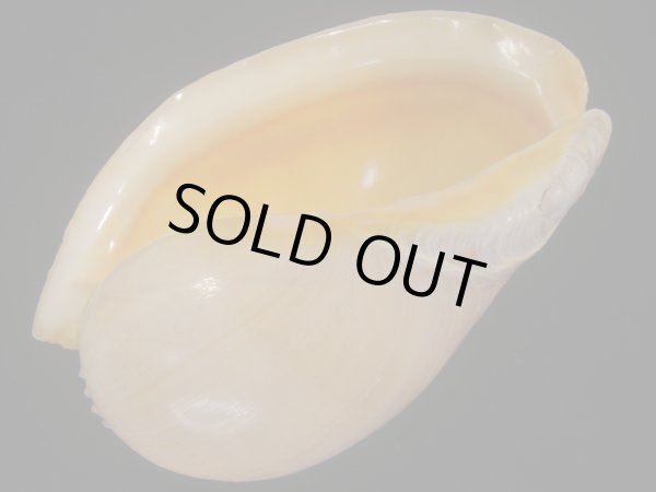 画像3: ヤヨイハルカゼ(Melo aethiopica) 大　特老成　美品　口唇濃色 (3)