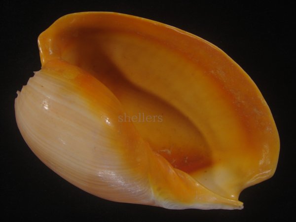 画像1: ヤヨイハルカゼ(Melo aethiopica) 特老成　美品　口唇特濃色 (1)