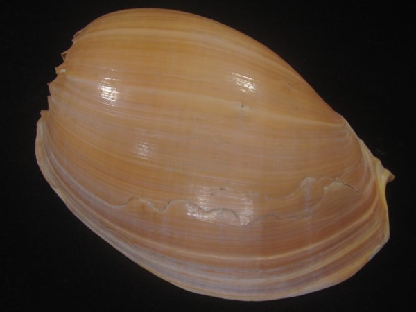 画像2: ヤヨイハルカゼ(Melo aethiopica) 特老成　美品　口唇特濃色 (2)