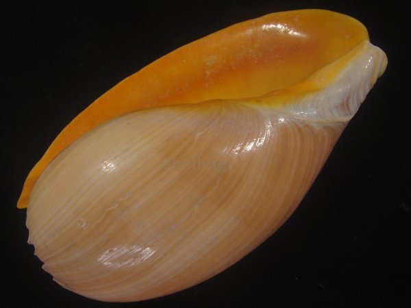 画像3: ヤヨイハルカゼ(Melo aethiopica) 特老成　美品　口唇特濃色 (3)