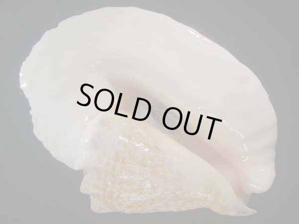 画像1: ダイオウソデ(Titanostrombus goliath) 約1,370ｇ　美品 (1)