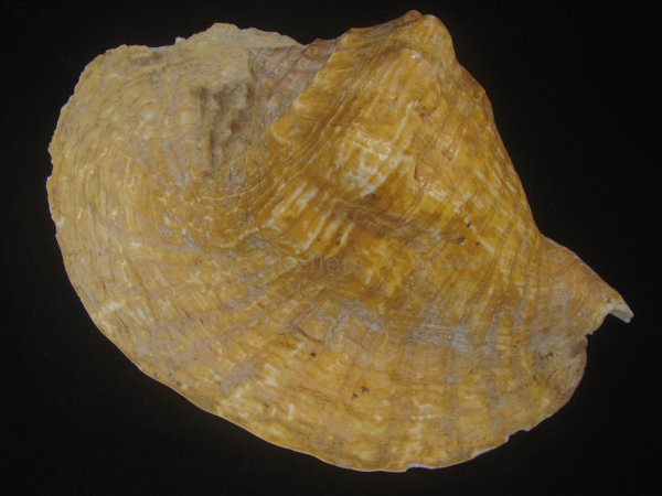 画像2: ダイオウソデ(Titanostrombus goliath) 約1,370ｇ　美品 (2)