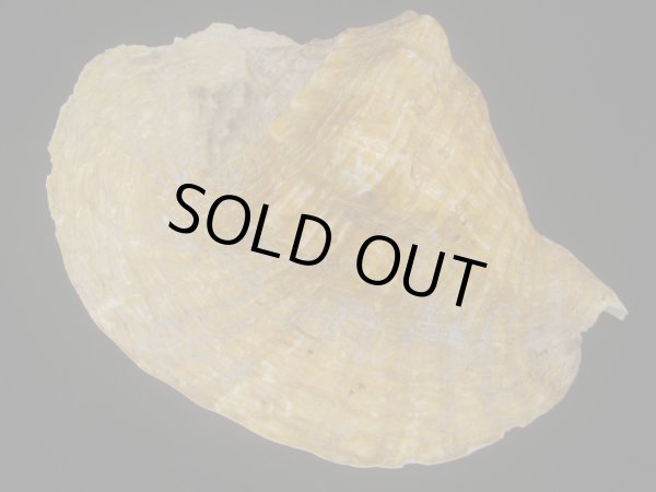 画像2: ダイオウソデ(Titanostrombus goliath) 約1,370ｇ　美品 (2)