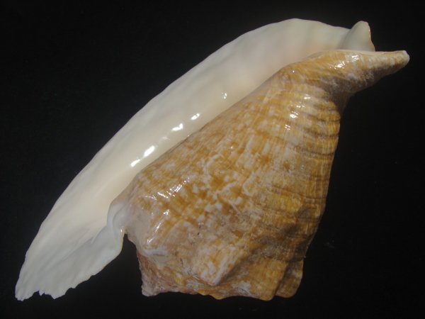 画像3: ダイオウソデ(Titanostrombus goliath) 約1,370ｇ　美品 (3)