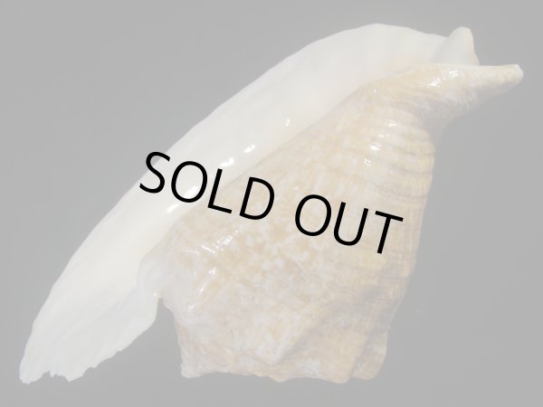 画像3: ダイオウソデ(Titanostrombus goliath) 約1,370ｇ　美品 (3)