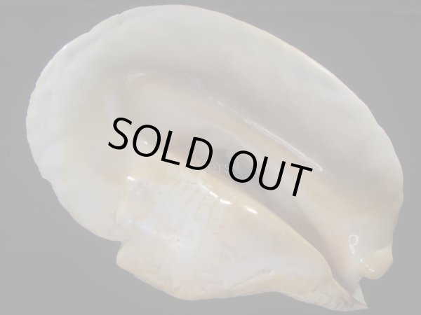 画像1: ダイオウソデ(Titanostrombus goliath) 約1,820ｇ　305ｍｍ　大　老成　特美品 (1)