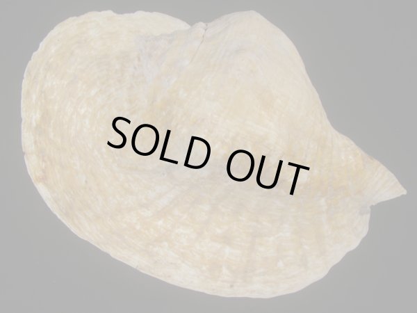 画像2: ダイオウソデ(Titanostrombus goliath) 約1,820ｇ　305ｍｍ　大　老成　特美品 (2)