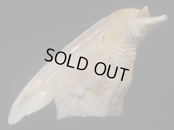 画像3: ダイオウソデ(Titanostrombus goliath) 約1,820ｇ　305ｍｍ　大　老成　特美品 (3)