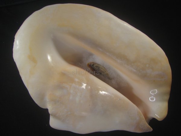 画像1: ダイオウソデ(Titanostrombus goliath) 約2,335ｇ　305ｍｍ　大　老成　美品 (1)