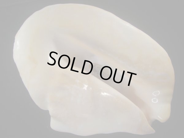 画像1: ダイオウソデ(Titanostrombus goliath) 約2,335ｇ　305ｍｍ　大　老成　美品 (1)