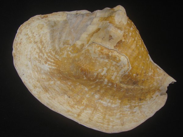 画像2: ダイオウソデ(Titanostrombus goliath) 約2,335ｇ　305ｍｍ　大　老成　美品 (2)