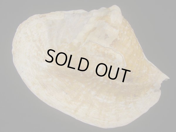 画像2: ダイオウソデ(Titanostrombus goliath) 約2,335ｇ　305ｍｍ　大　老成　美品 (2)