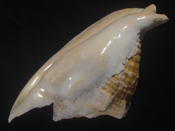 画像3: ダイオウソデ(Titanostrombus goliath) 約2,335ｇ　305ｍｍ　大　老成　美品 (3)