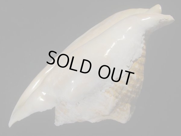 画像3: ダイオウソデ(Titanostrombus goliath) 約2,335ｇ　305ｍｍ　大　老成　美品 (3)