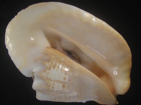 画像1: ダイオウソデ(Titanostrombus goliath) 約2,310ｇ　310ｍｍ　大　老成　特美品 (1)