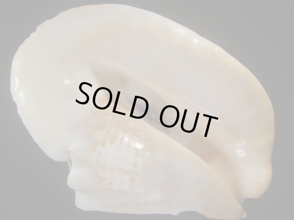 画像1: ダイオウソデ(Titanostrombus goliath) 約2,310ｇ　310ｍｍ　大　老成　特美品 (1)