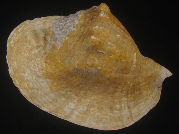 画像2: ダイオウソデ(Titanostrombus goliath) 約2,310ｇ　310ｍｍ　大　老成　特美品 (2)