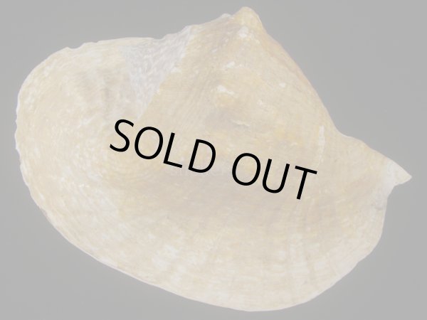 画像2: ダイオウソデ(Titanostrombus goliath) 約2,310ｇ　310ｍｍ　大　老成　特美品 (2)