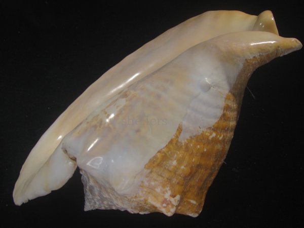 画像3: ダイオウソデ(Titanostrombus goliath) 約2,310ｇ　310ｍｍ　大　老成　特美品 (3)