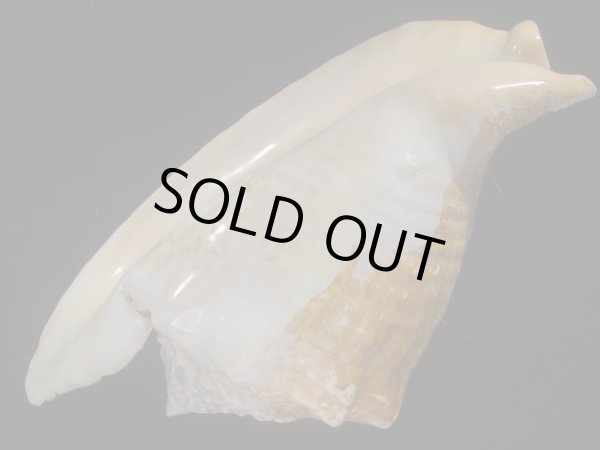 画像3: ダイオウソデ(Titanostrombus goliath) 約2,310ｇ　310ｍｍ　大　老成　特美品 (3)