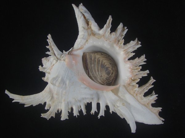 画像1: テングガイ(Chicoreus ramosus) 長棘型　特美品 (1)