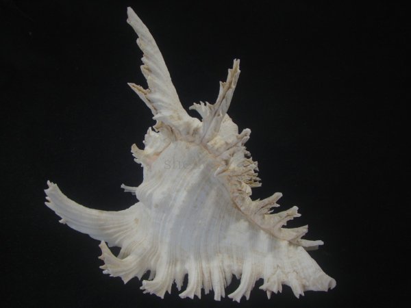 画像2: テングガイ(Chicoreus ramosus) 長棘型　特美品 (2)