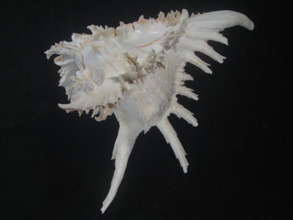 画像3: テングガイ(Chicoreus ramosus) 長棘型　特美品 (3)