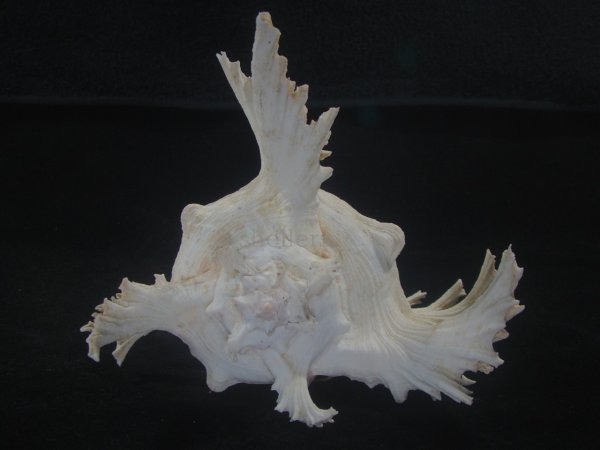 画像4: テングガイ(Chicoreus ramosus) 長棘型　特美品 (4)