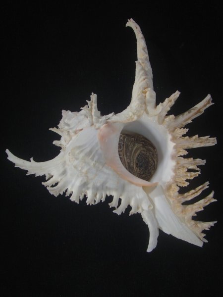 画像1: テングガイ(Chicoreus ramosus) 長棘型　特美品 (1)