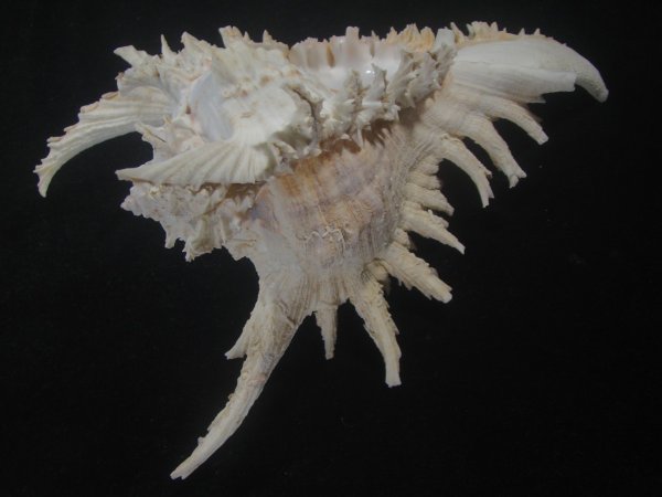 画像3: テングガイ(Chicoreus ramosus) 長棘型　特美品 (3)