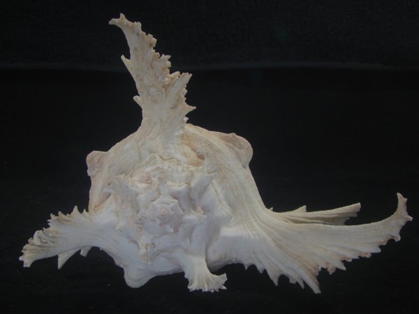 画像4: テングガイ(Chicoreus ramosus) 長棘型　特美品 (4)