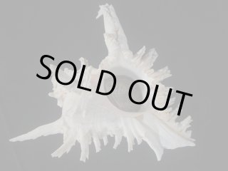 貝　標本　カブトソデガイ　超大型２１㎝ 貝 標本 カブトソデガイ 超大型21㎝ 貝 標本 カブトソデガイ 超大型