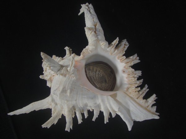 画像1: テングガイ(Chicoreus ramosus) 難有りだけど大　長棘型　特美品 (1)