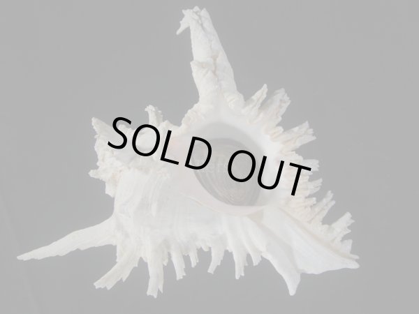 画像1: テングガイ(Chicoreus ramosus) 難有りだけど大　長棘型　特美品 (1)