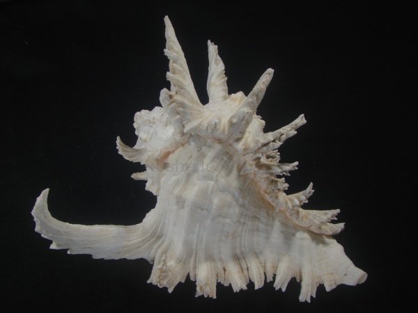 画像2: テングガイ(Chicoreus ramosus) 難有りだけど大　長棘型　特美品 (2)