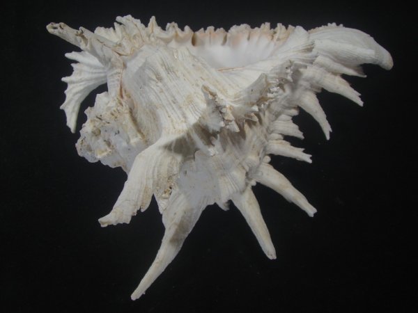 画像3: テングガイ(Chicoreus ramosus) 難有りだけど大　長棘型　特美品 (3)