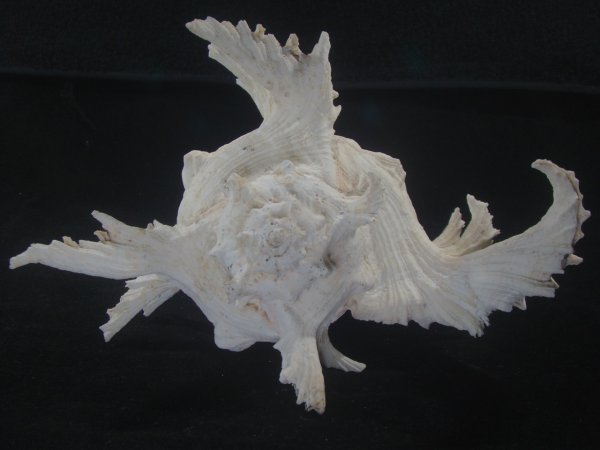 画像4: テングガイ(Chicoreus ramosus) 難有りだけど大　長棘型　特美品 (4)