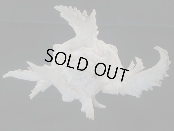 画像4: テングガイ(Chicoreus ramosus) 難有りだけど大　長棘型　特美品 (4)