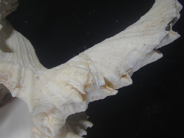 画像5: テングガイ(Chicoreus ramosus) 難有りだけど大　長棘型　特美品 (5)