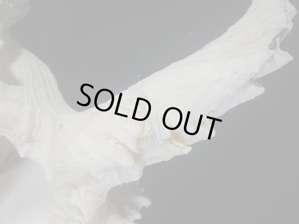 画像5: テングガイ(Chicoreus ramosus) 難有りだけど大　長棘型　特美品 (5)