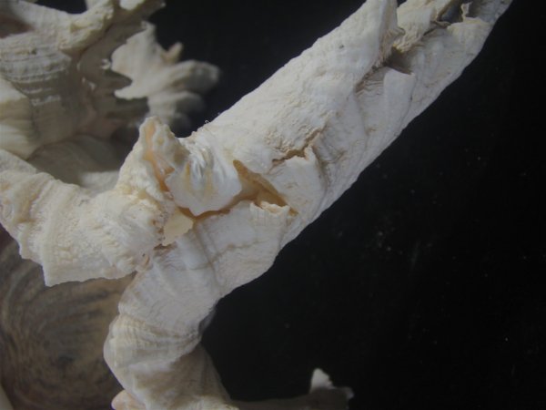 画像6: テングガイ(Chicoreus ramosus) 難有りだけど大　長棘型　特美品 (6)