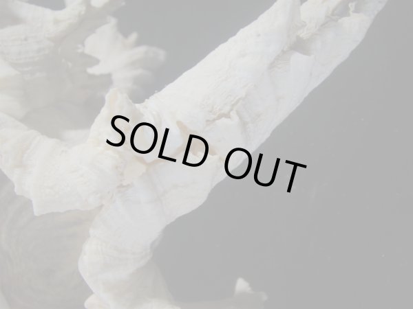 画像6: テングガイ(Chicoreus ramosus) 難有りだけど大　長棘型　特美品 (6)