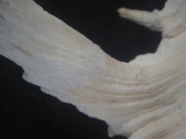 画像7: テングガイ(Chicoreus ramosus) 難有りだけど大　長棘型　特美品 (7)