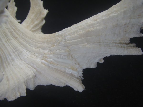 画像8: テングガイ(Chicoreus ramosus) 難有りだけど大　長棘型　特美品 (8)