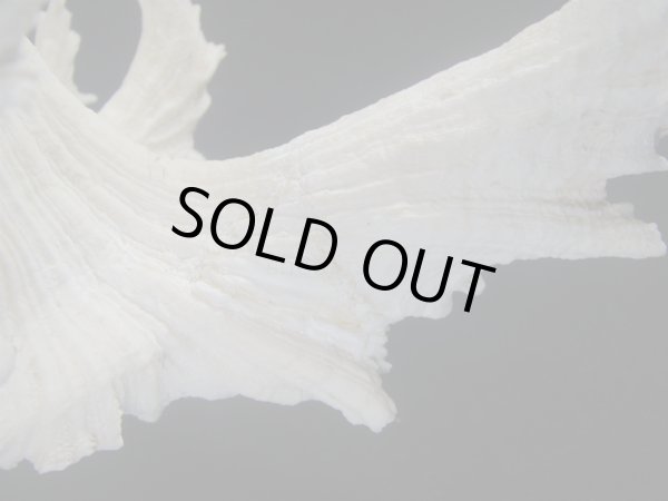 画像8: テングガイ(Chicoreus ramosus) 難有りだけど大　長棘型　特美品 (8)