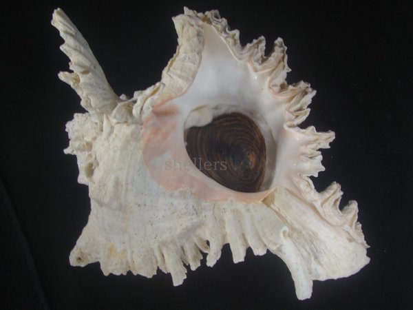 画像1: テングガイ(Chicoreus ramosus) 約2,485ｇ　310ｍｍ　超特大　特老成 (1)